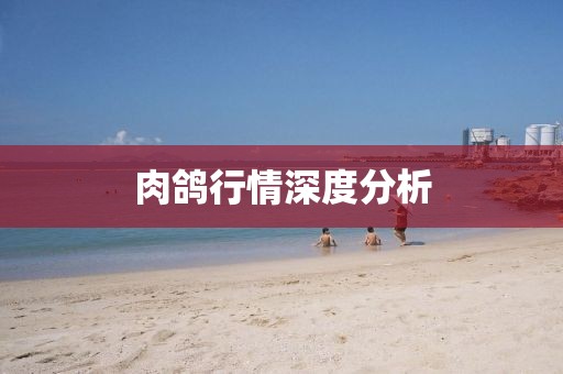 肉鸽行情深度分析