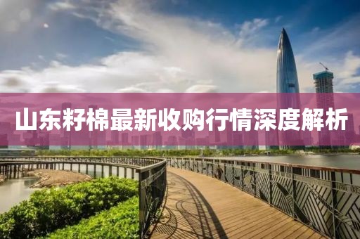 山东籽棉最新收购行情深度解析