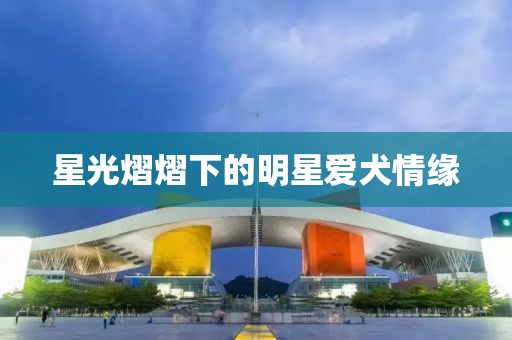 星光熠熠下的明星爱犬情缘