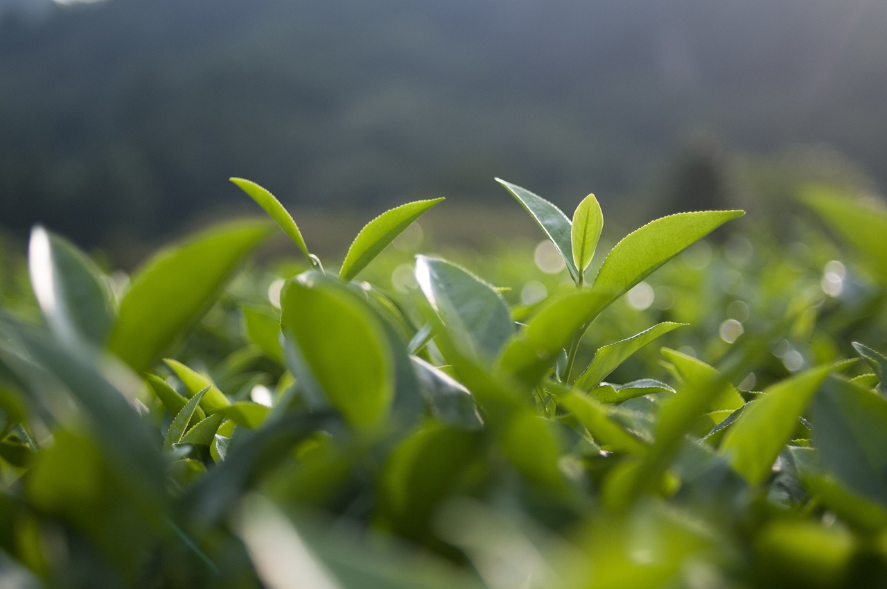 连翘树苗价格行情深度解析