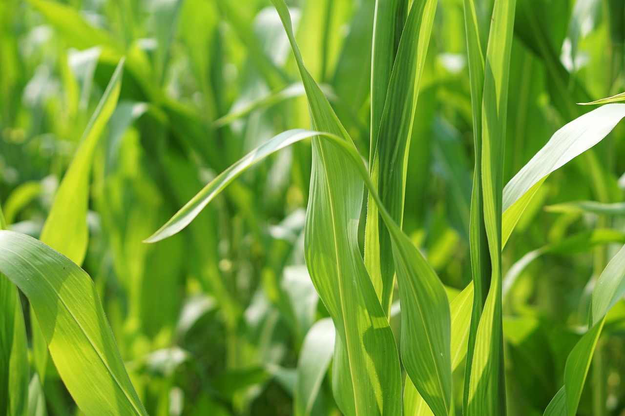 芹菜价格最新行情走势及分析