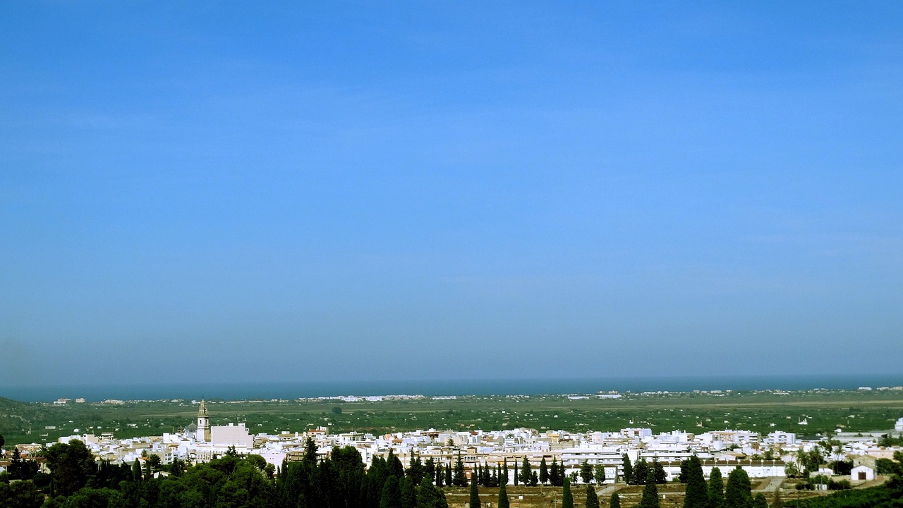茼蒿最新价格行情分析，市场动态与趋势预测