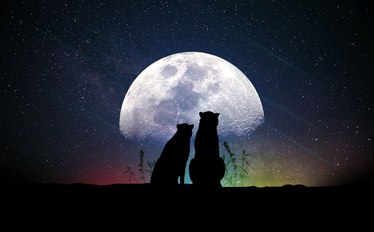 探索明星之路，揭开伟大明星奥秘的探寻之旅