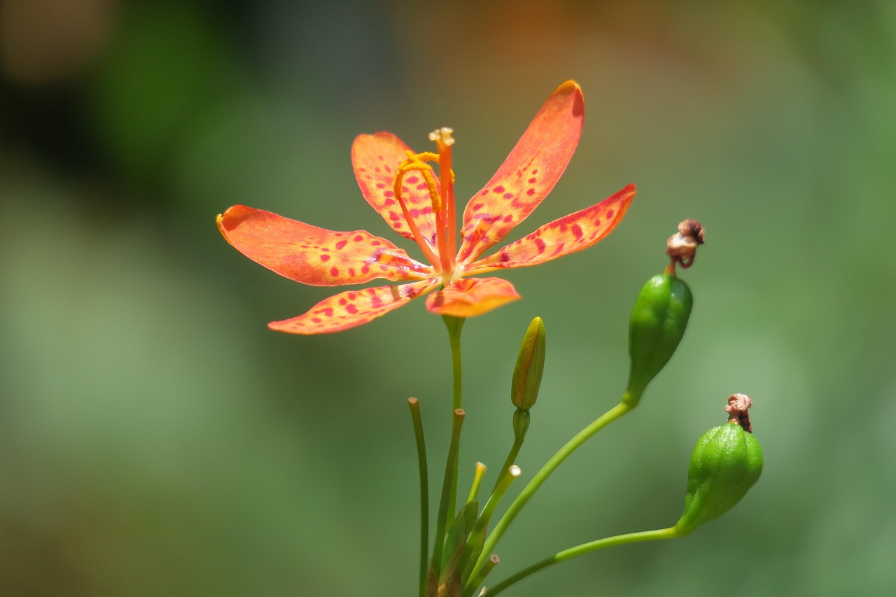花间高手资讯，探索花艺世界的迷人魅力