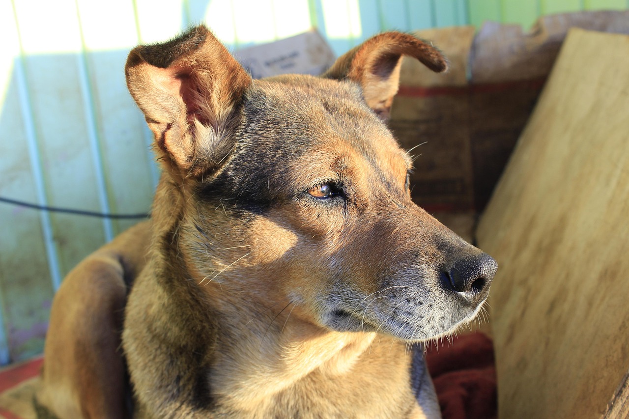 犬伤分级标准更新，重要性、影响及启示